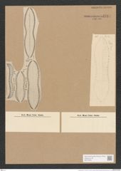 Surirella duplex L.W. (de-Toni-Nr.: Genus 53, Species 2296) Zeichnungen Sammlung Grunow Nr. 4744 (NHMW-BOT-W0372853)